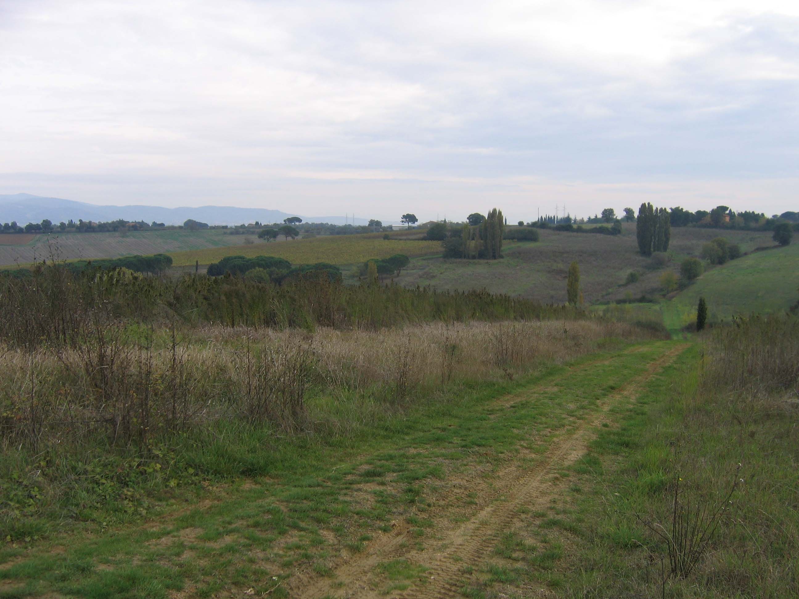 manzano 1.jpg